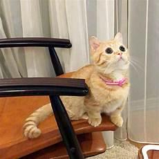 简笔画猫咪